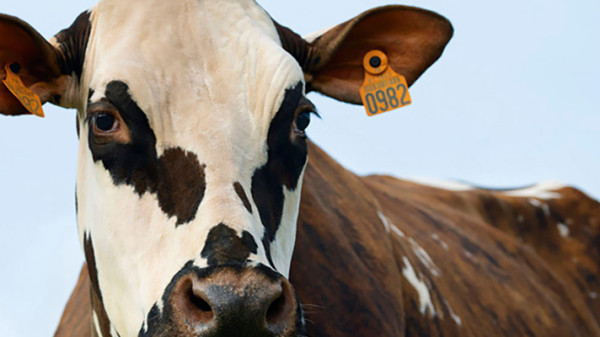 Oreillette, vache égérie 2024 de race normande