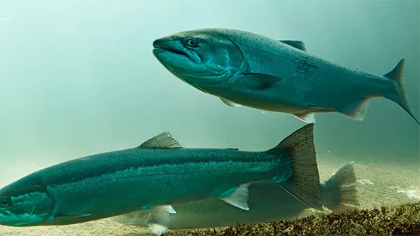 Image d'illustration de saumons d'élevage