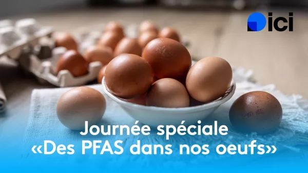 ENQUÊTE ICI / Polluants éternels : près de 60% des œufs analysés par ICI contiennent des PFAS, 25% dépassent les normes