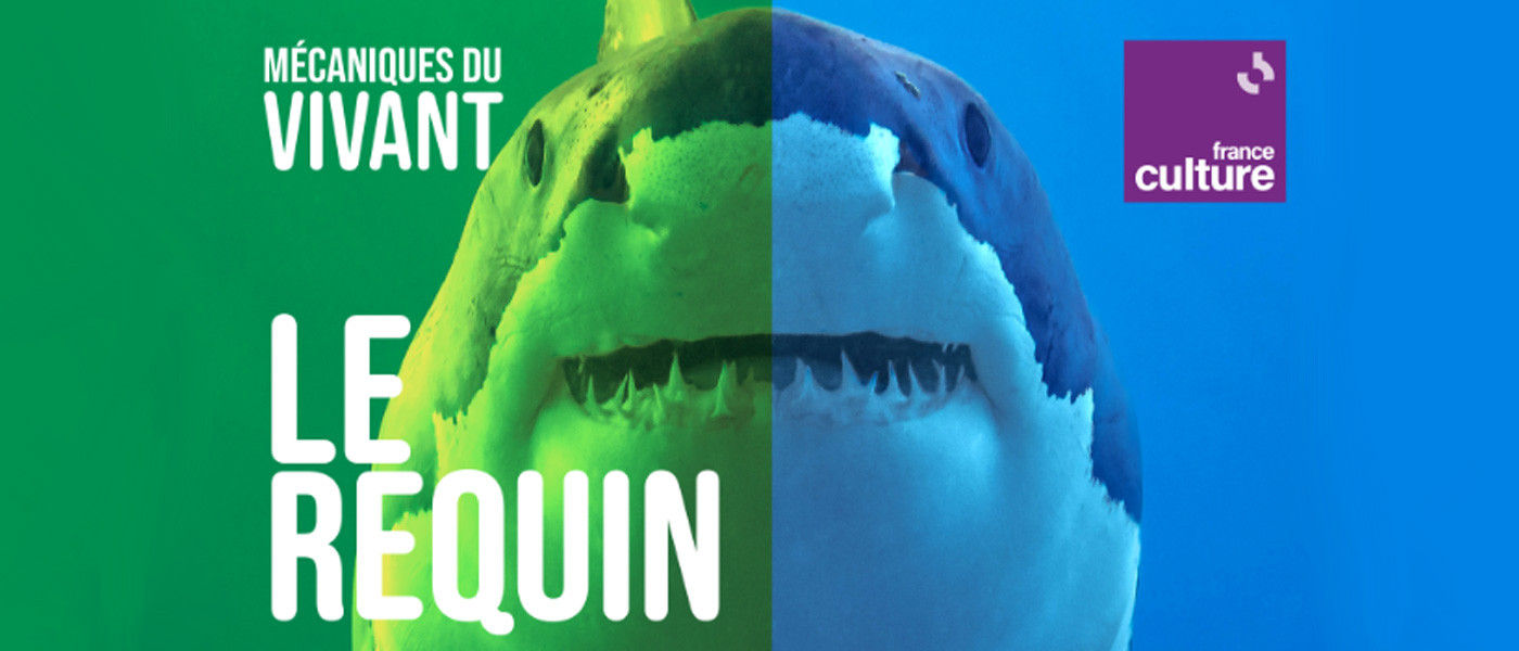 Mécaniques du vivant – saison 2 : le requin. Un podcast original de France Culture