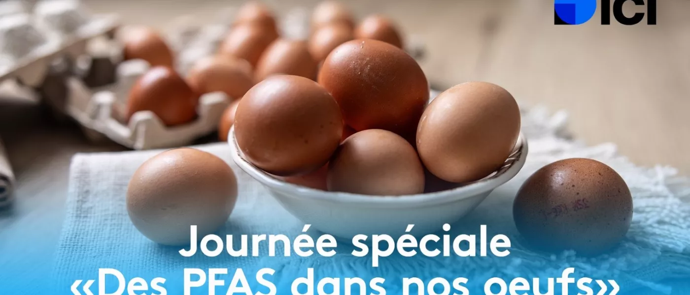 ENQUÊTE ICI / Polluants éternels : près de 60% des œufs analysés par ICI contiennent des PFAS, 25% dépassent les normes
