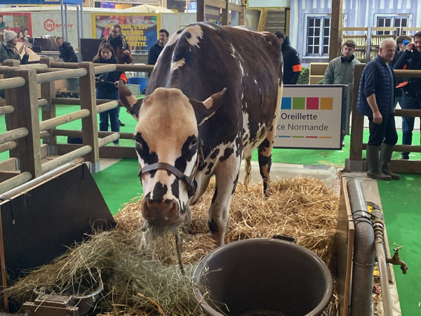 Oreillette, la vache normande, star du salon de l'agriculture 2024