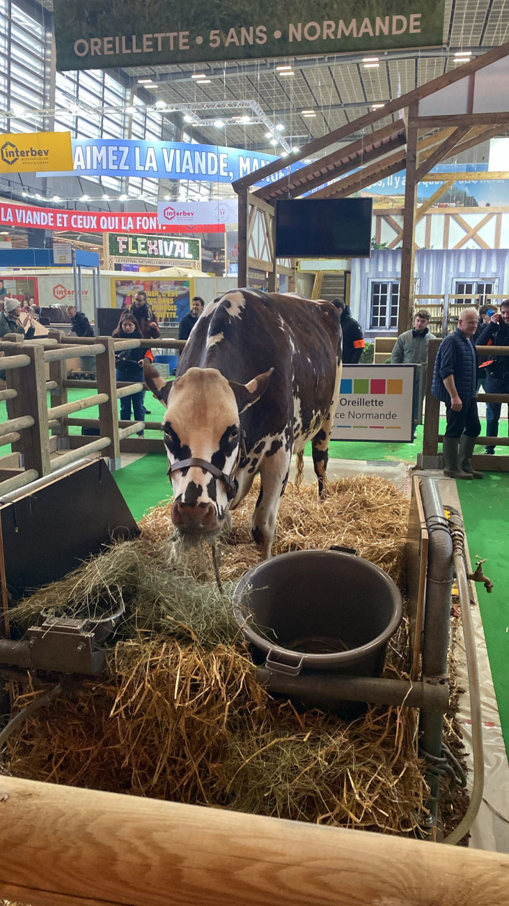 Oreillette, la vache normande, star du salon de l'agriculture 2024